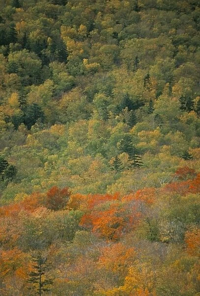Trees in autumn (fall)