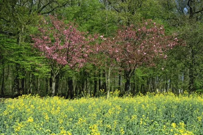 Framed Print : Trees in blossom in farmland in the Seine Valley, Eure, Basse Normandie, France, Europe Framed Print : Trees in blossom in farmland in the Seine Valley, Eure, Basse Normandie, France, Europe