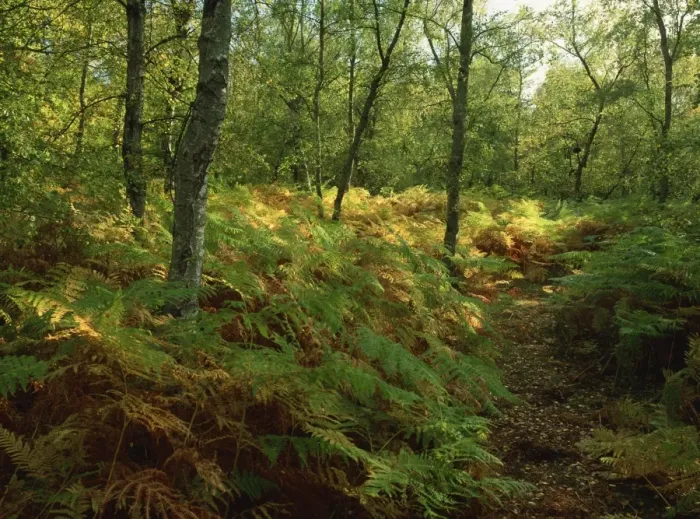 Framed Print : Trees and bracken in woodland in autumn in Kent, England, United Kingdom, Europe Framed Print : Trees and bracken in woodland in autumn in Kent, England, United Kingdom, Europe