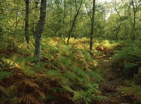 Trees and bracken in woodland in autumn in Kent, England, United Kingdom, Europe