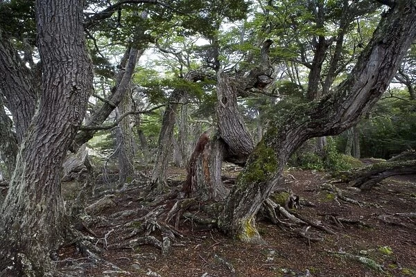 Trees on coast, Ushuaia, Tierra del Fuego National Park, Argentina, South America