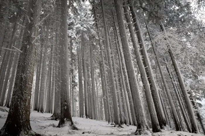 Framed Print : Trees covered by fresh pristine snow, Emilia Romagna, Italy, Europe Framed Print : Trees covered by fresh pristine snow, Emilia Romagna, Italy, Europe