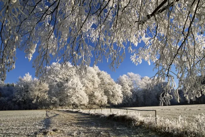 Framed Print : Trees covered with hoar frost Framed Print : Trees covered with hoar frost