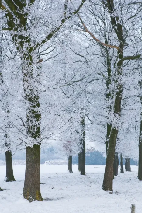 Framed Print : Trees covered with ice crystals, Breda, North Brabant, The Netherlands (Holland), Europe Framed Print : Trees covered with ice crystals, Breda, North Brabant, The Netherlands (Holland), Europe