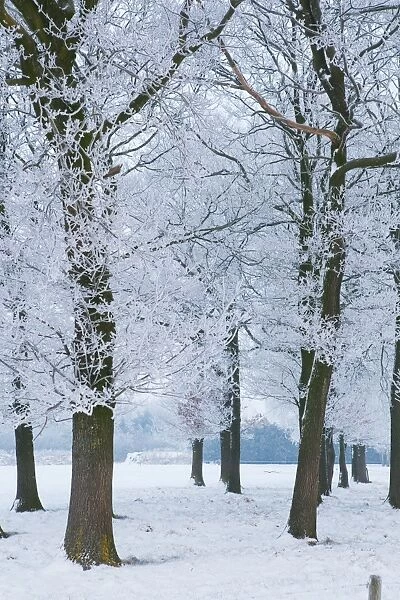 Trees covered with ice crystals, Breda, North Brabant, The Netherlands (Holland), Europe