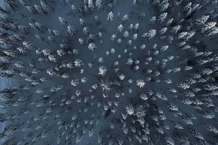 Framed Print : Trees covered with snow in the frozen forest from above, aerial view, Lapland, Finland, Europe Framed Print : Trees covered with snow in the frozen forest from above, aerial view, Lapland, Finland, Europe