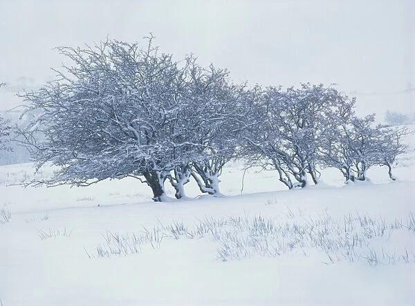 Trees covered in snow in winter in Cumbria, England, United Kingdom, Europe