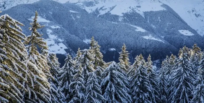 Framed Print : Trees covered with snow in the woods after a heavy snowfall, Gerola Valley, Valtellina Framed Print : Trees covered with snow in the woods after a heavy snowfall, Gerola Valley, Valtellina