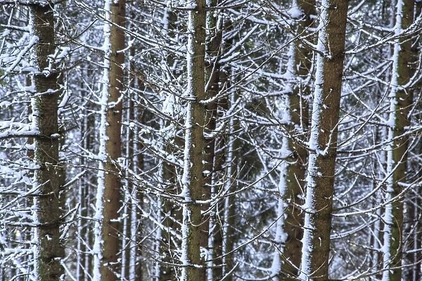Trees covered with snow in the woods after a heavy snowfall, Masino Valley, Valtellina