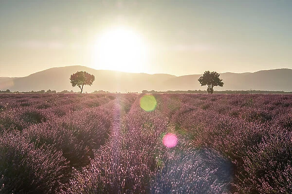 Two trees at the end of a lavender field at sunrise, Plateau de Valensole, Provence, France, Europe