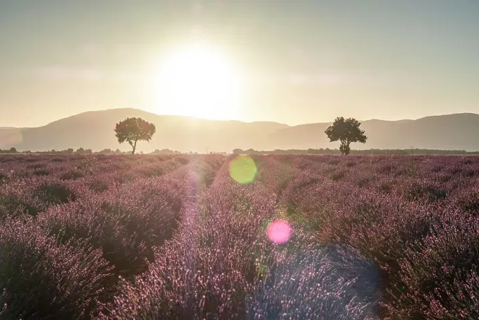 Framed Print : Two trees at the end of a lavender field at sunrise, Plateau de Valensole, Provence, France, Europe Framed Print : Two trees at the end of a lavender field at sunrise, Plateau de Valensole, Provence, France, Europe
