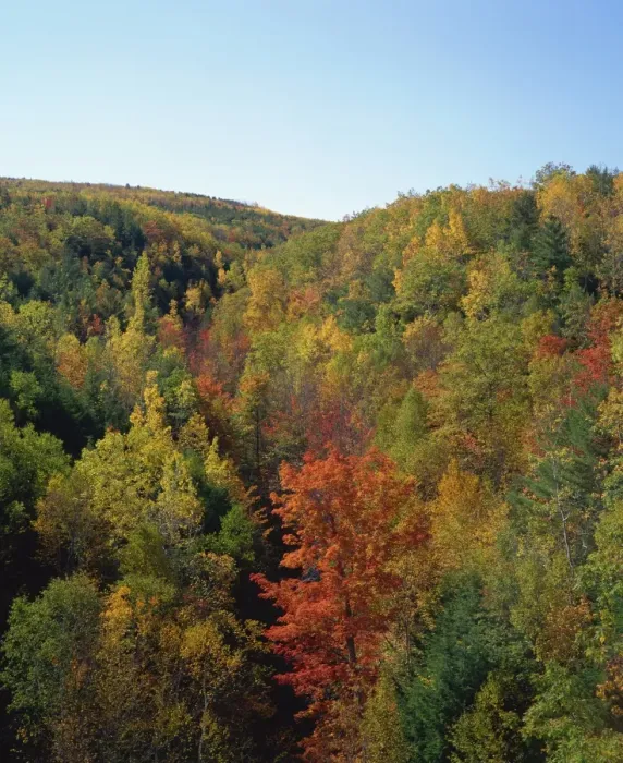 Framed Print : Trees in fall colours in woods in the Acadia National Park Framed Print : Trees in fall colours in woods in the Acadia National Park