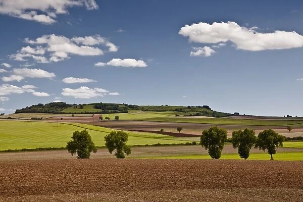 Trees and fields in Burgundy, France, Europe
