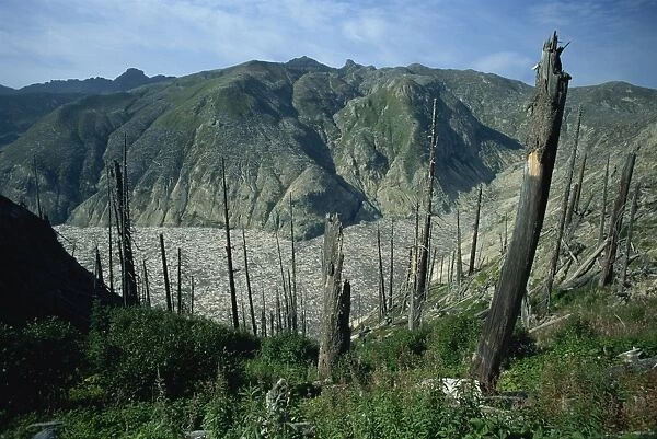 Trees flattened by eruption of 1980, and dead trees on Spirit Lake, Mount St