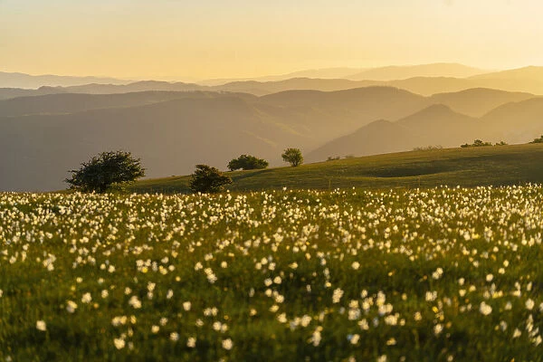 Trees and flowers blooming on Mount Petrano at sunset, Apennines, Marche, Italy, Europe