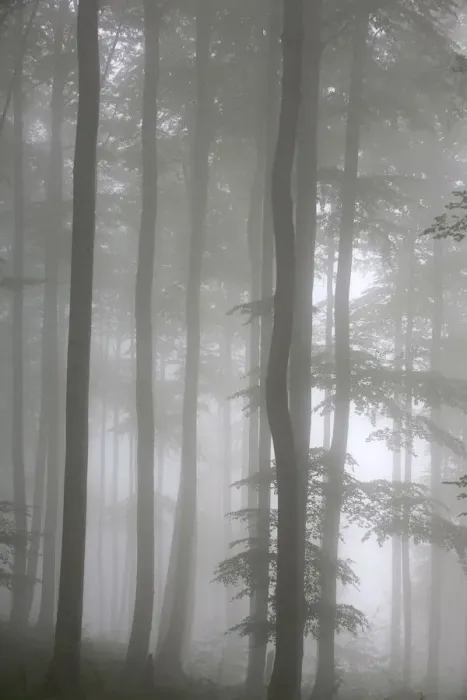Framed Print : Trees in fog, Saint-Jean-Pied-de-Port, Pyrenees Atlantique, France, Europe Framed Print : Trees in fog, Saint-Jean-Pied-de-Port, Pyrenees Atlantique, France, Europe