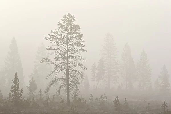 Trees in fog, Yellowstone National Park, UNESCO World Heritage Site, Wyoming, United States of America, North America