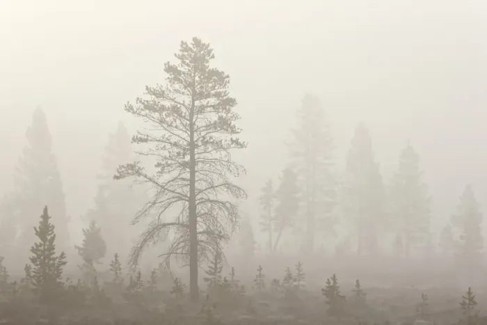 Framed Print : Trees in fog, Yellowstone National Park, UNESCO World Heritage Site, Wyoming, United States of America, North America Framed Print : Trees in fog, Yellowstone National Park, UNESCO World Heritage Site, Wyoming, United States of America, North America