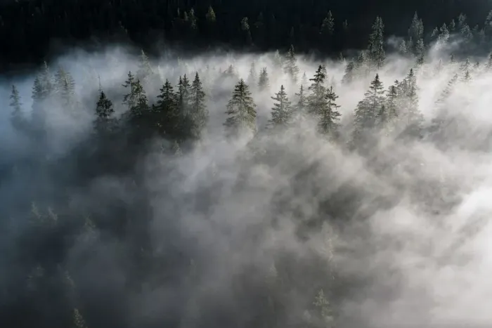 Framed Print : Trees of forest hidden by morning fog at dawn, Dolomites, Italy, Europe Framed Print : Trees of forest hidden by morning fog at dawn, Dolomites, Italy, Europe