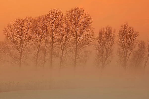 Trees in freezing mist, The Fens, Norfolk, England, United Kingdom, Europe