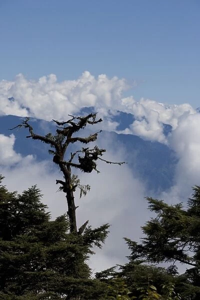 Trees and the Himalayas, Bhutan, Asia