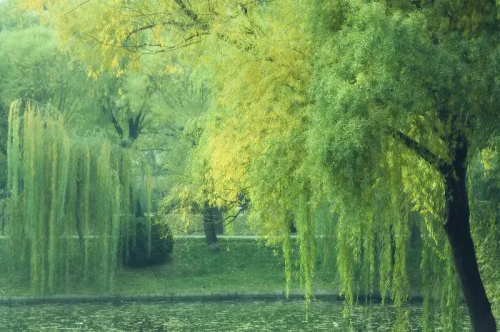 Framed Print : Trees and lake, Purple Bamboo Park, Beijing, China, Asia Framed Print : Trees and lake, Purple Bamboo Park, Beijing, China, Asia