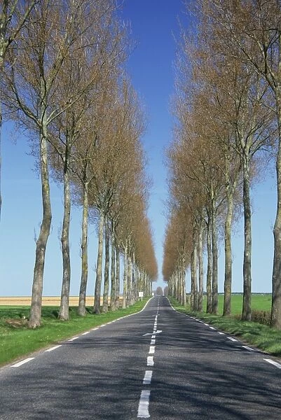 Trees line a straight rural road near Hesdin in the Pas de Calais, Nord Picardy