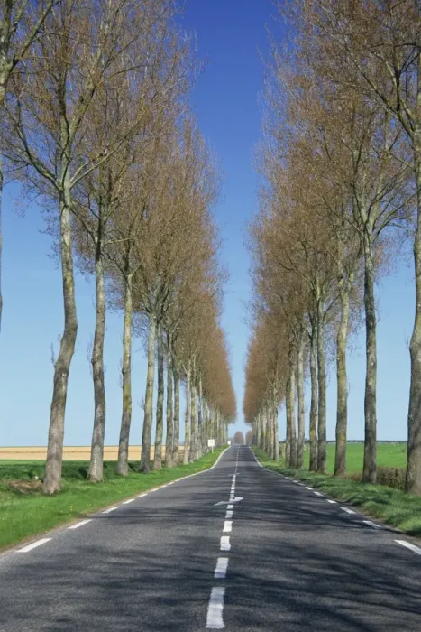 Framed Print : Trees line a straight rural road near Hesdin in the Pas de Calais, Nord Picardy Framed Print : Trees line a straight rural road near Hesdin in the Pas de Calais, Nord Picardy