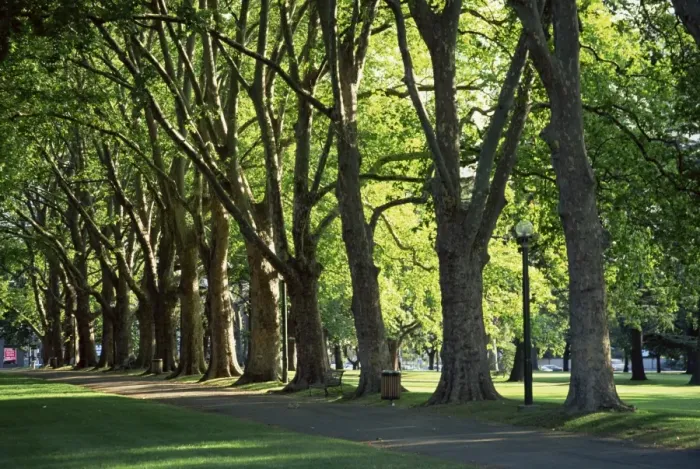 Framed Print : Trees lining park walk way, Melbourne, Victoria, Australia, Pacific Framed Print : Trees lining park walk way, Melbourne, Victoria, Australia, Pacific