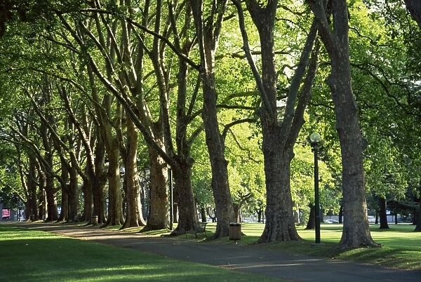 Trees lining park walk way, Melbourne, Victoria, Australia, Pacific