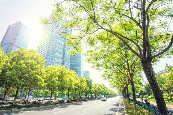 Trees lining the streets in Jianggan New Town, the new business district of Hangzhou City