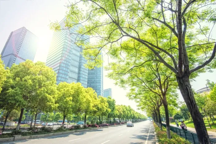 Framed Print : Trees lining the streets in Jianggan New Town, the new business district of Hangzhou City Framed Print : Trees lining the streets in Jianggan New Town, the new business district of Hangzhou City
