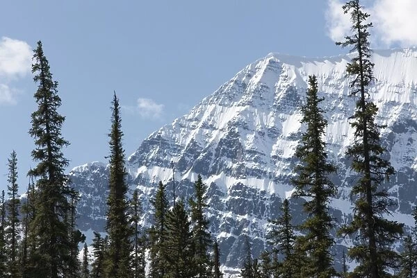 Trees in front of Mount Edith Cavell, Jasper National Park, UNESCO World Heritage Site