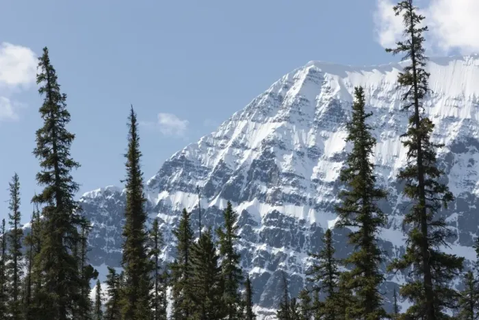 Framed Print : Trees in front of Mount Edith Cavell, Jasper National Park, UNESCO World Heritage Site Framed Print : Trees in front of Mount Edith Cavell, Jasper National Park, UNESCO World Heritage Site