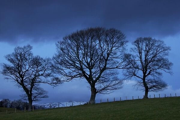 Trees near Crieff, Perthshire, Scotland, United Kingdom, Europe
