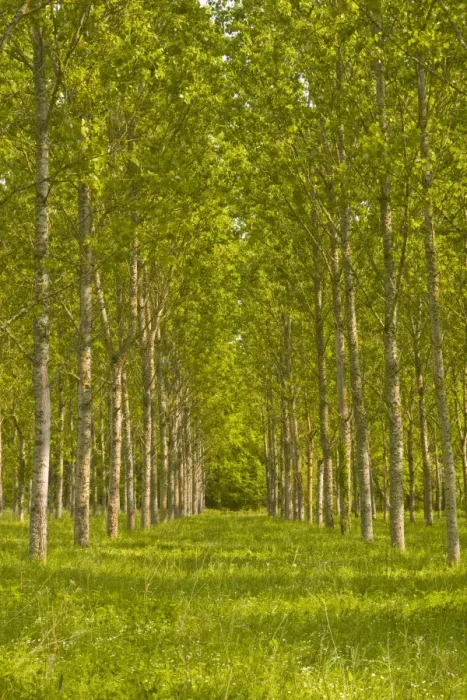 Framed Print : Trees near Fontaines-en-Sologne, Loir-et-Cher, Centre, France, Europe Framed Print : Trees near Fontaines-en-Sologne, Loir-et-Cher, Centre, France, Europe