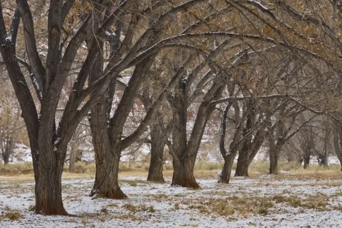 Framed Print : Trees near Visitor Centre, Capitol Reef National Park, Utah, United States of America Framed Print : Trees near Visitor Centre, Capitol Reef National Park, Utah, United States of America