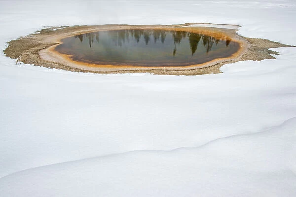 Trees reflected in thermal feature in the snow, Yellowstone National Park