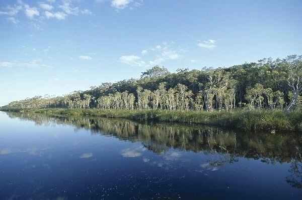 Trees reflected in still water, Everglades, Noosa, Queensland, Australia, Pacific