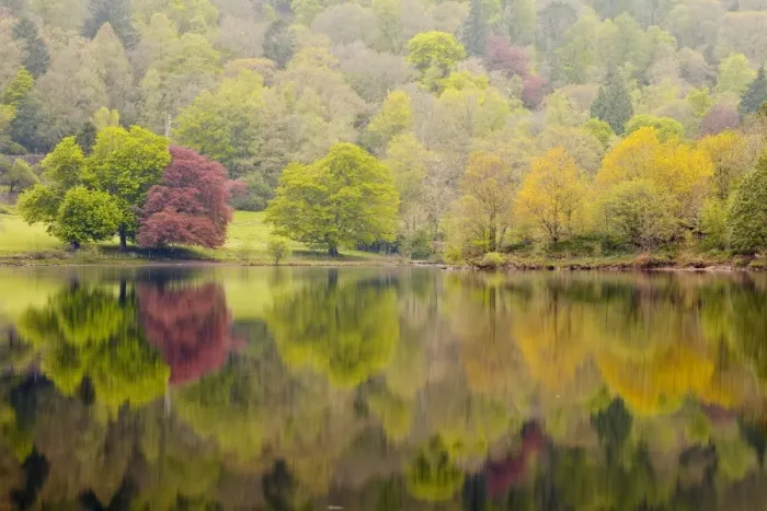 Framed Print : Trees reflected in the still waters of Grasmere in the Lake District National Park, Cumbria, England, United Kingdom, Europe Framed Print : Trees reflected in the still waters of Grasmere in the Lake District National Park, Cumbria, England, United Kingdom, Europe
