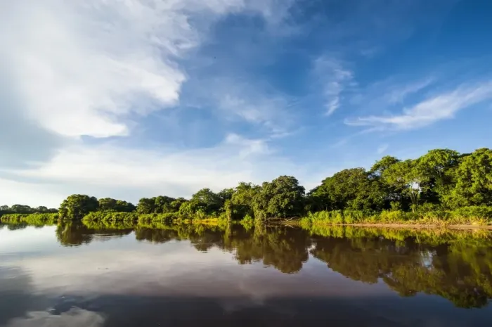 Framed Print : Trees reflecting in the water in a river in the Pantanal, UNESCO World Heritage Site, Brazil, South America Framed Print : Trees reflecting in the water in a river in the Pantanal, UNESCO World Heritage Site, Brazil, South America