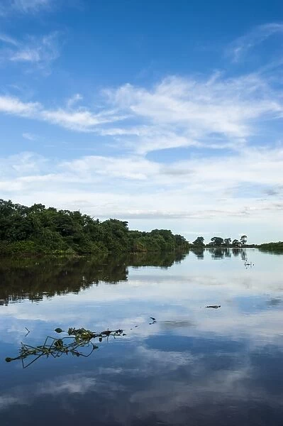 Trees reflecting in the water in a river in the Pantanal, UNESCO World Heritage Site, Brazil, South America