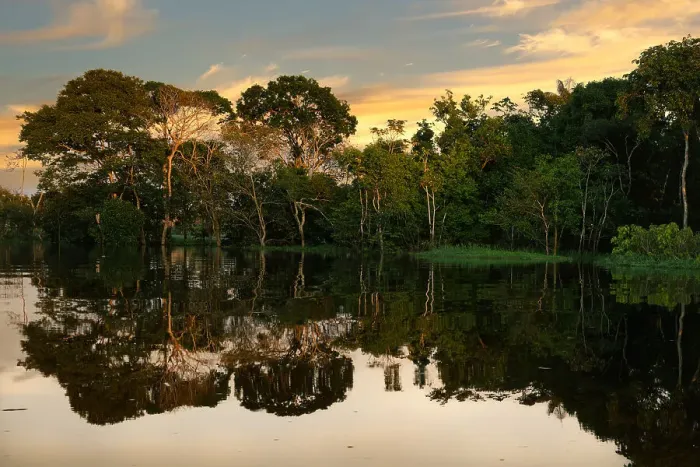Framed Print : Trees reflecting in the water at sunrise, Amazonas state, Brazil, South America Framed Print : Trees reflecting in the water at sunrise, Amazonas state, Brazil, South America