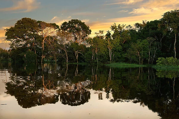 Trees reflecting in the water at sunrise, Amazonas state, Brazil, South America