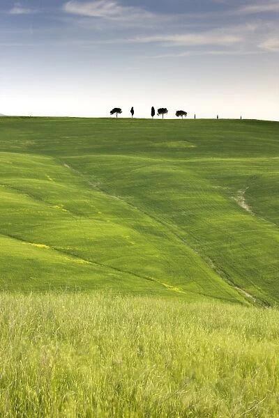 Trees on ridge above field of cereal crops, near San Quirico d Orcia