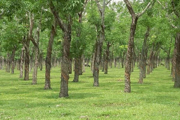 Trees in a rubber plantation at Vung Tau