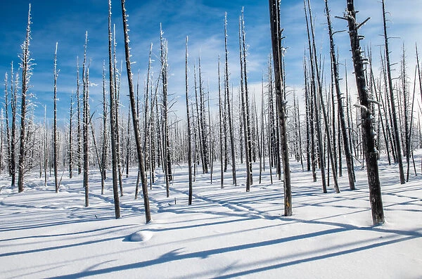 Trees and shadows in the snow, Yellowstone National Park, UNESCO World Heritage Site