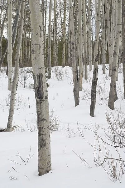 Trees in snow at Pyramid Lake, Jasper National Park, UNESCO World Heritage Site