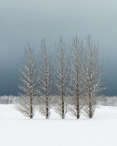 Trees in snowy field, Skogar, Iceland, Polar Regions