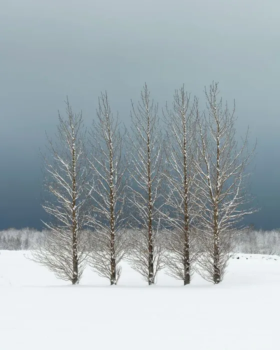 Framed Print : Trees in snowy field, Skogar, Iceland, Polar Regions Framed Print : Trees in snowy field, Skogar, Iceland, Polar Regions